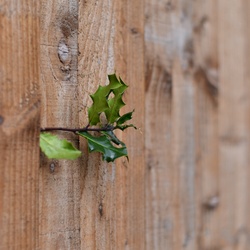 London/Forest Hill/DSC_4319.JPG